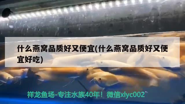 鲃鱼好养吗：条纹小鲃寿命 观赏鱼 第2张