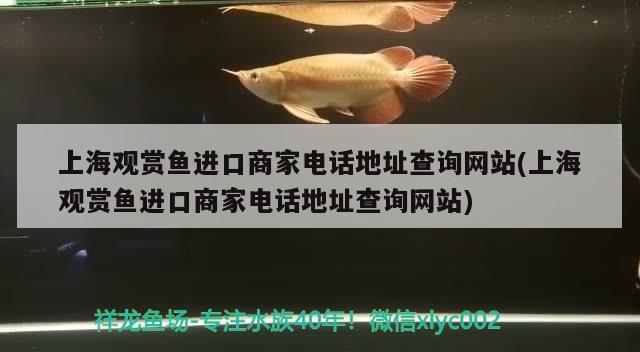 黑帝魟鱼价格，白纹黑帝魟鱼一般能长多大?