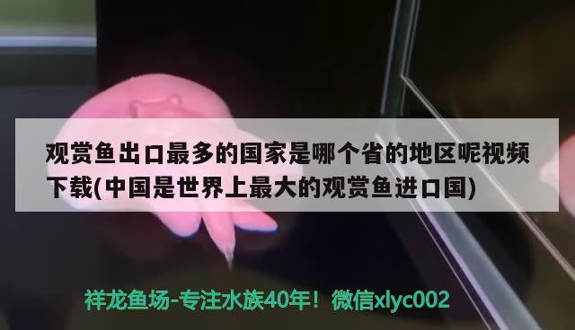 观赏鱼出口最多的国家是哪个省的地区呢视频下载(中国是世界上最大的观赏鱼进口国)