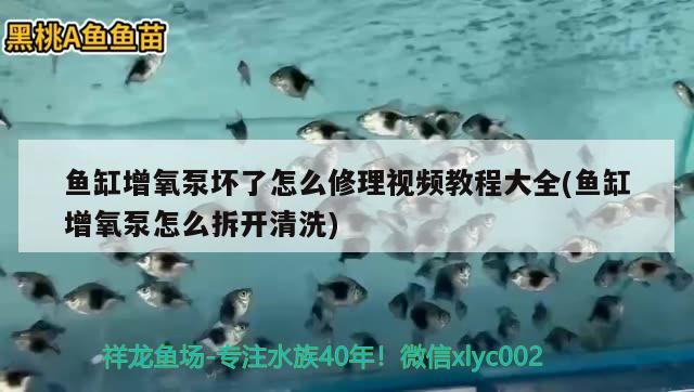 鱼缸增氧泵坏了怎么修理视频教程大全(鱼缸增氧泵怎么拆开清洗)