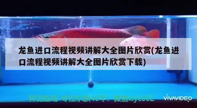 龙鱼进口流程视频讲解大全图片欣赏(龙鱼进口流程视频讲解大全图片欣赏下载)