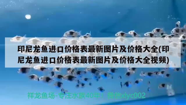 印尼龙鱼进口价格表最新图片及价格大全(印尼龙鱼进口价格表最新图片及价格大全视频)