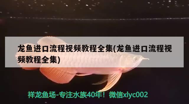 龙鱼进口流程视频教程全集(龙鱼进口流程视频教程全集) 观赏鱼进出口