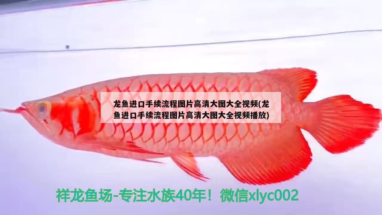 龙鱼进口手续流程图片高清大图大全视频(龙鱼进口手续流程图片高清大图大全视频播放)