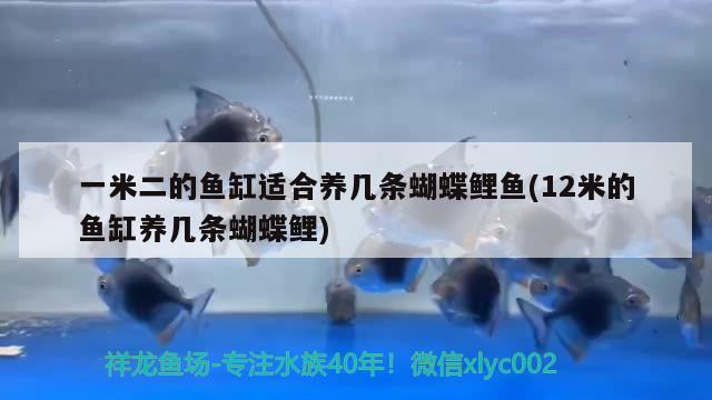 一米二的鱼缸适合养几条蝴蝶鲤鱼(12米的鱼缸养几条蝴蝶鲤) 蝴蝶鲤