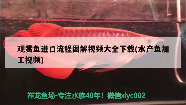 最便宜的观赏鱼品种：最便宜的观赏鱼品种有哪些 观赏鱼市场 第2张