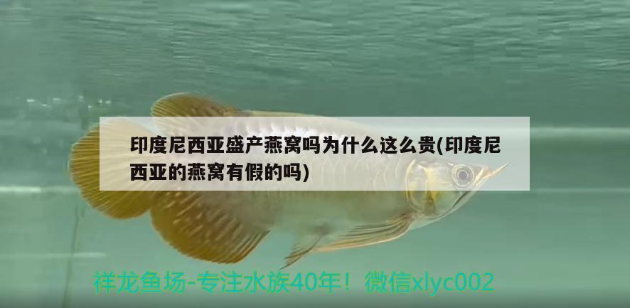 印度尼西亚盛产燕窝吗为什么这么贵(印度尼西亚的燕窝有假的吗) 马来西亚燕窝