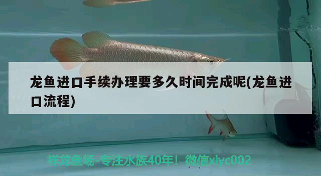 龙鱼进口手续办理要多久时间完成呢(龙鱼进口流程) 观赏鱼进出口