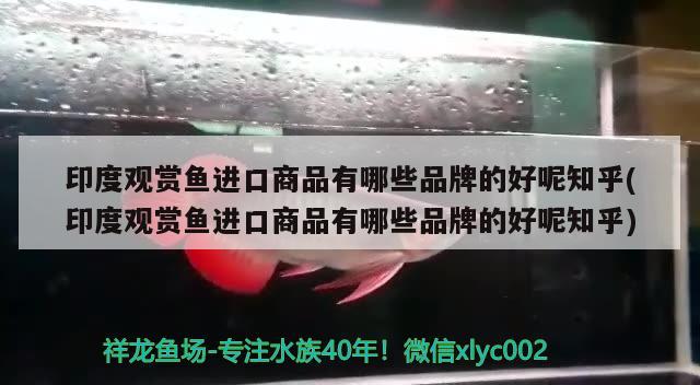 印度观赏鱼进口商品有哪些品牌的好呢知乎(印度观赏鱼进口商品有哪些品牌的好呢知乎) 观赏鱼进出口