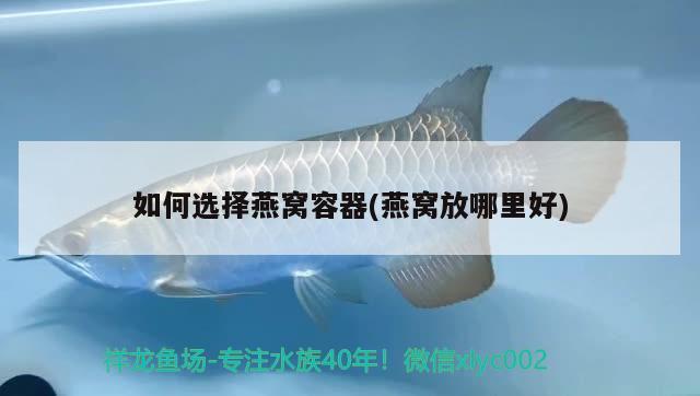 蚌埠水族批发市场在哪里有卖鱼的地方（上海七彩装修公司） 麦肯斯银版鱼 第2张