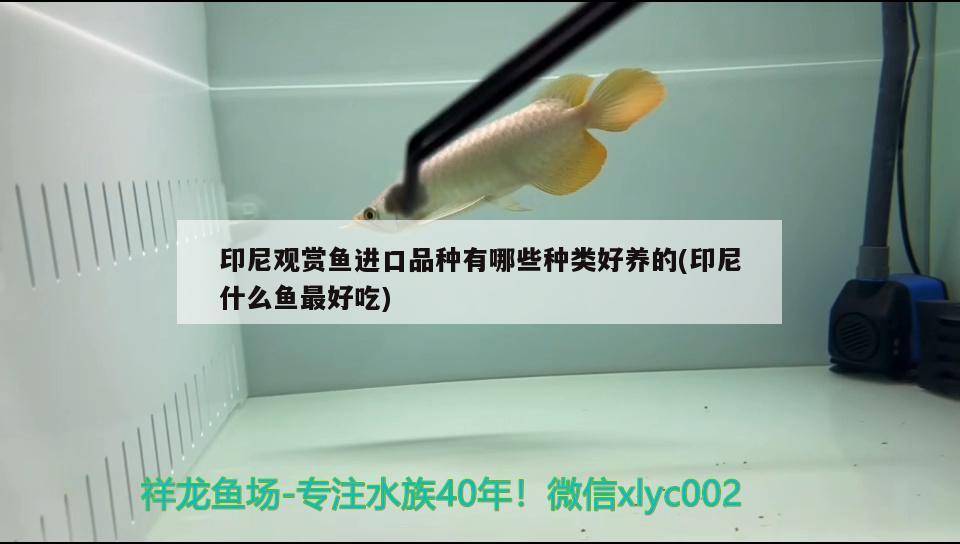 印尼观赏鱼进口品种有哪些种类好养的(印尼什么鱼最好吃) 观赏鱼进出口