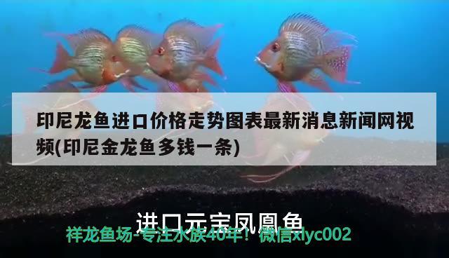 印尼龙鱼进口价格走势图表最新消息新闻网视频(印尼金龙鱼多钱一条) 观赏鱼进出口