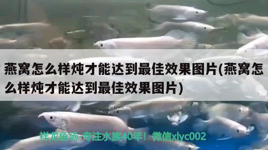 燕窝怎么样炖才能达到最佳效果图片(燕窝怎么样炖才能达到最佳效果图片) 马来西亚燕窝