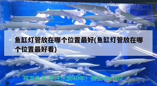 鱼缸灯管放在哪个位置最好(鱼缸灯管放在哪个位置最好看) 金老虎鱼