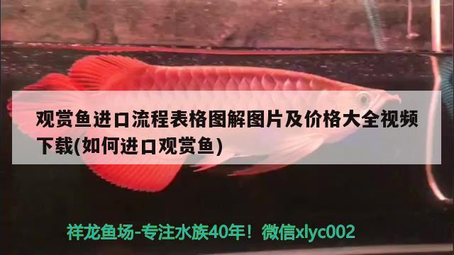 观赏鱼进口流程表格图解图片及价格大全视频下载(如何进口观赏鱼) 观赏鱼进出口