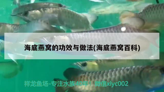 海底燕窝的功效与做法(海底燕窝百科)