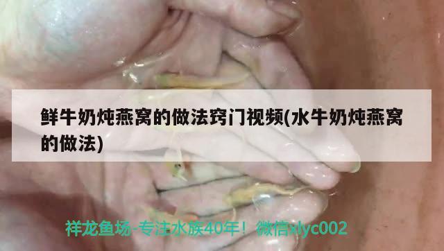 鲜牛奶炖燕窝的做法窍门视频(水牛奶炖燕窝的做法) 马来西亚燕窝