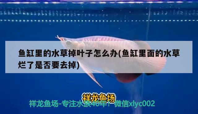 海口龙鱼养殖场电话多少号：海口龙鱼养殖场电话多少号码 广州水族批发市场 第2张