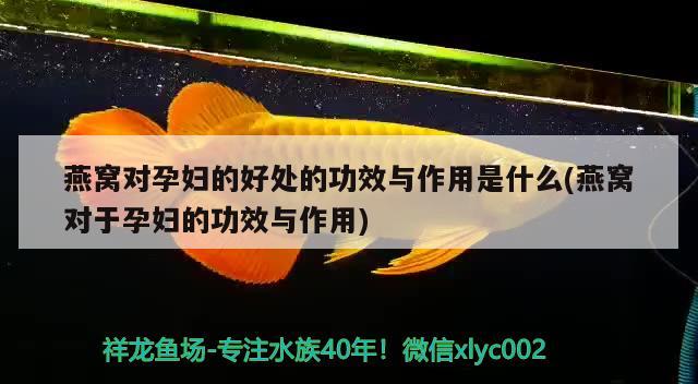 孔雀鱼多少度会冻死（孔雀鱼几度会冻死） 大白鲨鱼 第2张