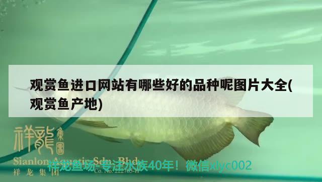 观赏鱼进口网站有哪些好的品种呢图片大全(观赏鱼产地) 观赏鱼进出口