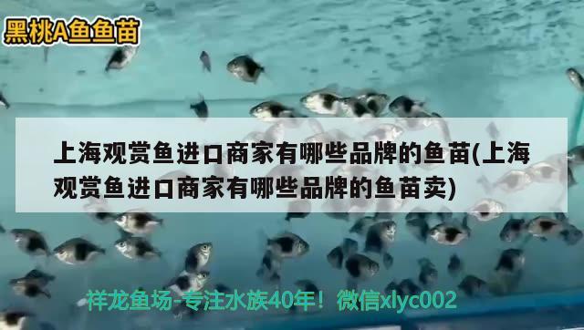 上海观赏鱼进口商家有哪些品牌的鱼苗(上海观赏鱼进口商家有哪些品牌的鱼苗卖) 观赏鱼进出口