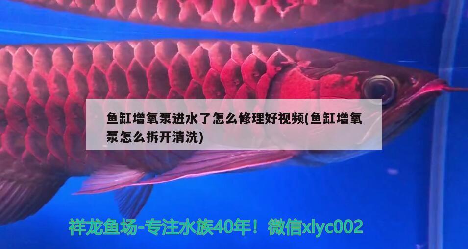 伊宁市植舍水景设计工作室（伊宁市植舍水景设计工作室地址） 全国水族馆企业名录 第3张