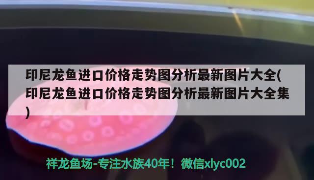 印尼龙鱼进口价格走势图分析最新图片大全(印尼龙鱼进口价格走势图分析最新图片大全集)