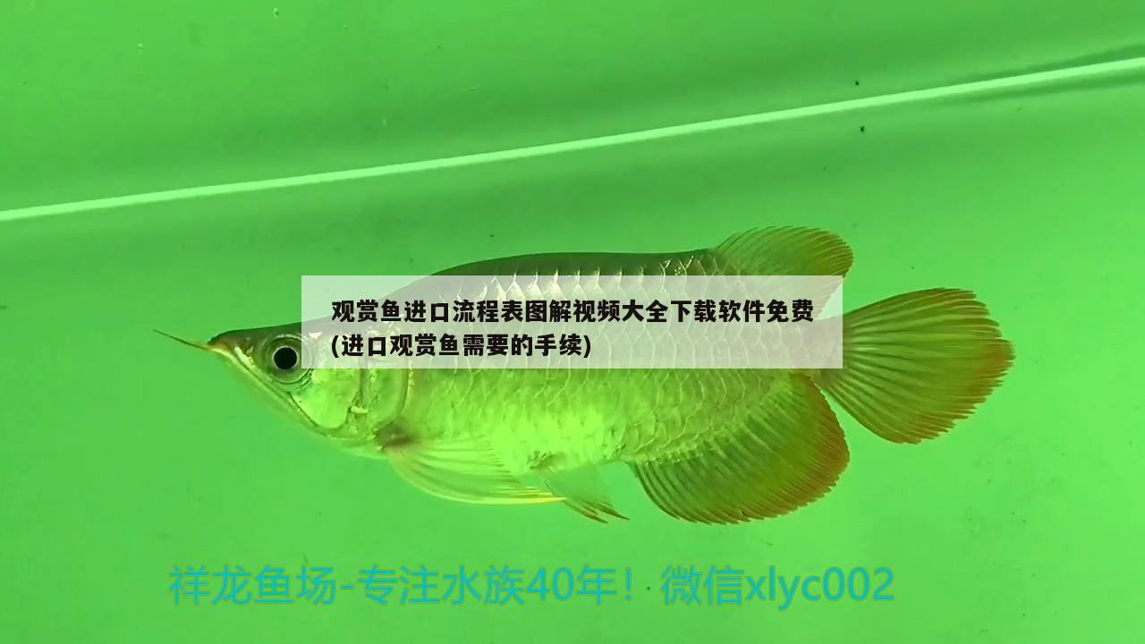 观赏鱼进口流程表图解视频大全下载软件免费(进口观赏鱼需要的手续)