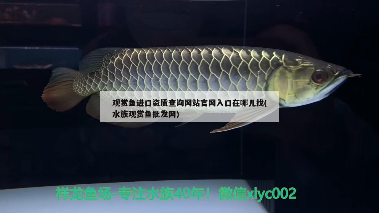 观赏鱼进口资质查询网站官网入口在哪儿找(水族观赏鱼批发网) 观赏鱼进出口