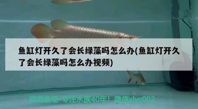 鱼缸灯开久了会长绿藻吗怎么办(鱼缸灯开久了会长绿藻吗怎么办视频) 纯血皇冠黑白魟鱼