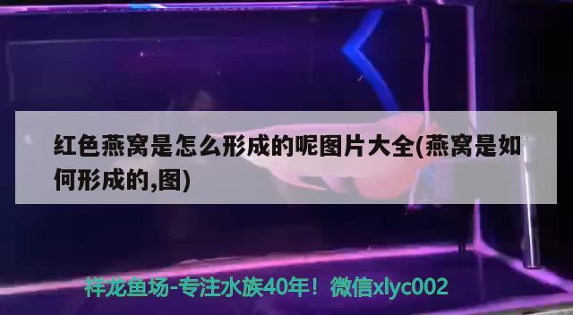 秘鲁渔场在哪个位置：秘鲁渔场在哪儿 广州水族批发市场 第2张