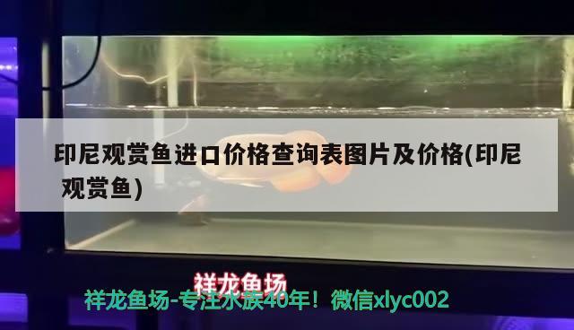 印尼观赏鱼进口价格查询表图片及价格(印尼观赏鱼) 观赏鱼进出口