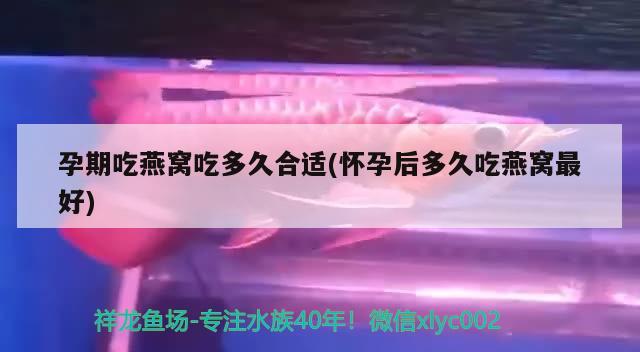 孕期吃燕窝吃多久合适(怀孕后多久吃燕窝最好) 马来西亚燕窝