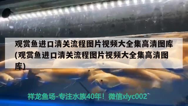 观赏鱼进口清关流程图片视频大全集高清图库(观赏鱼进口清关流程图片视频大全集高清图库)