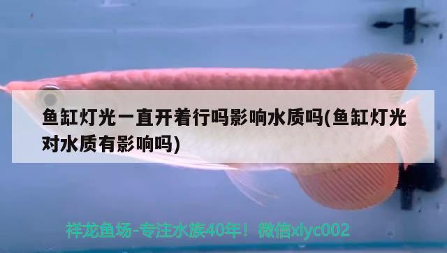 银龙鱼眼睛有白色的膜怎么办啊：银龙鱼眼睛白色 絮状物 银龙鱼 第2张