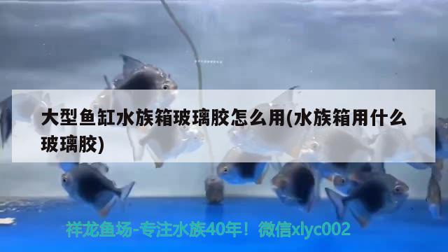 大型鱼缸水族箱玻璃胶怎么用(水族箱用什么玻璃胶) 鱼缸/水族箱