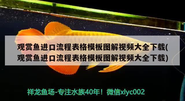 观赏鱼进口流程表格模板图解视频大全下载(观赏鱼进口流程表格模板图解视频大全下载)