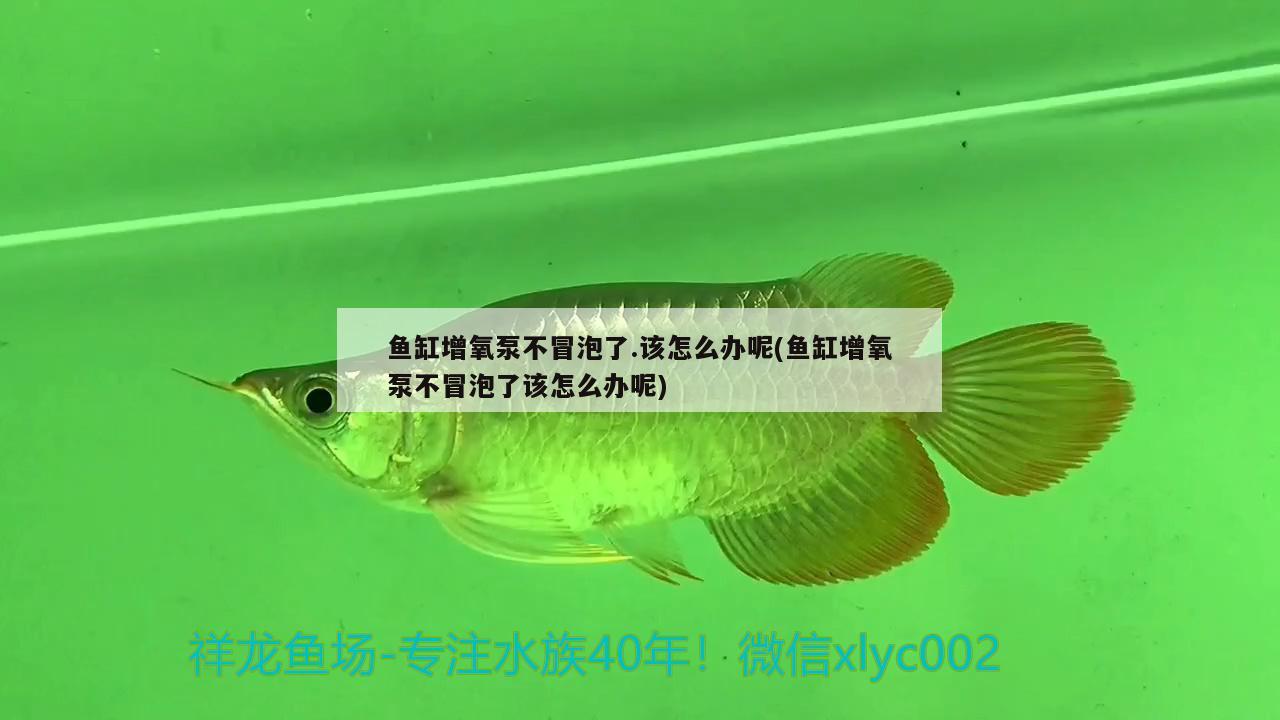 鱼缸增氧泵不冒泡了.该怎么办呢(鱼缸增氧泵不冒泡了该怎么办呢)