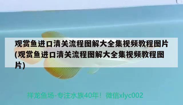 观赏鱼进口清关流程图解大全集视频教程图片(观赏鱼进口清关流程图解大全集视频教程图片)