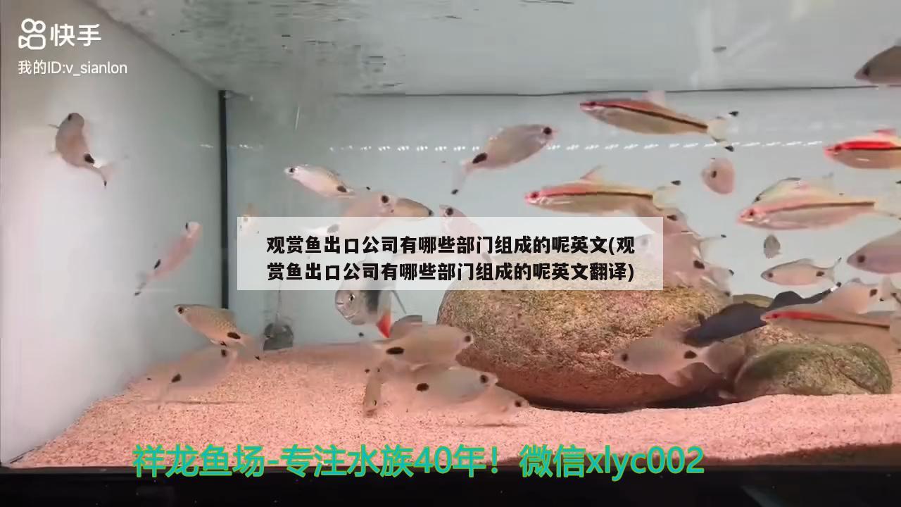 观赏鱼出口公司有哪些部门组成的呢英文(观赏鱼出口公司有哪些部门组成的呢英文翻译) 观赏鱼进出口