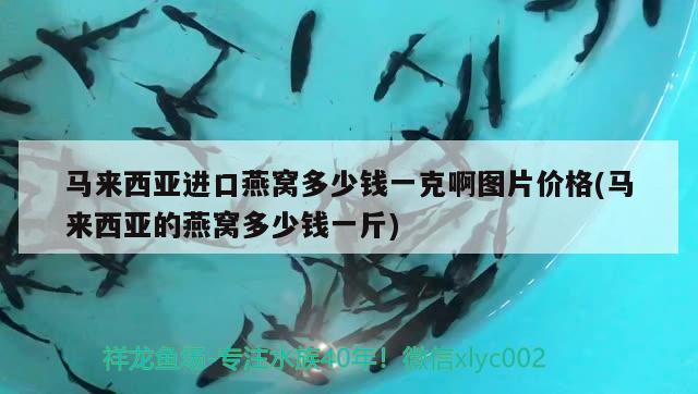 马来西亚进口燕窝多少钱一克啊图片价格(马来西亚的燕窝多少钱一斤) 马来西亚燕窝 第2张