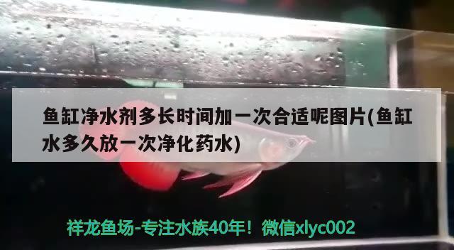 鱼缸净水剂多长时间加一次合适呢图片(鱼缸水多久放一次净化药水) 祥龙金禾金龙鱼