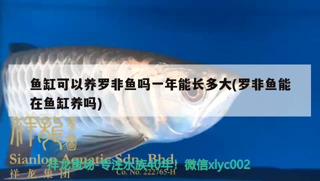 鱼缸可以养罗非鱼吗一年能长多大(罗非鱼能在鱼缸养吗) 冲氧泵