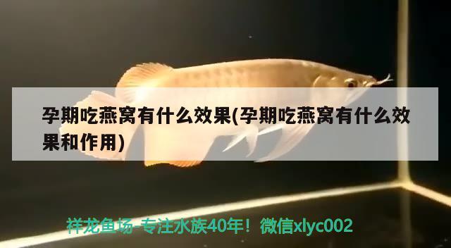 鹅头红金鱼头上长白点怎么回事，鹅头红金鱼老是被其他金鱼咬头上那个红瘤。怎么回事