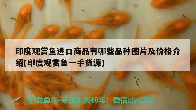 印度观赏鱼进口商品有哪些品种图片及价格介绍(印度观赏鱼一手货源)