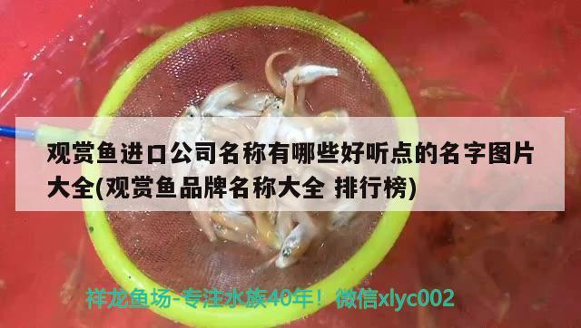 蓝天水族馆龙的传人百病不侵