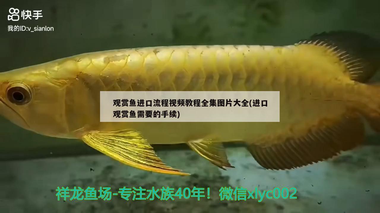 观赏鱼进口流程视频教程全集图片大全(进口观赏鱼需要的手续) 观赏鱼进出口