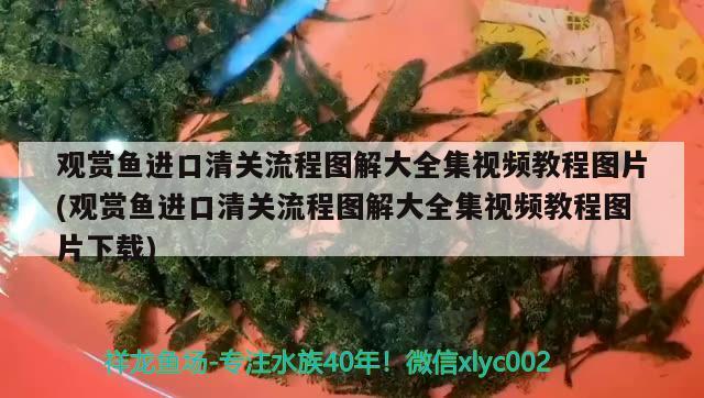 观赏鱼进口清关流程图解大全集视频教程图片(观赏鱼进口清关流程图解大全集视频教程图片下载) 观赏鱼进出口 第1张