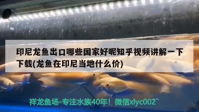 印尼龙鱼出口哪些国家好呢知乎视频讲解一下下载(龙鱼在印尼当地什么价) 观赏鱼进出口