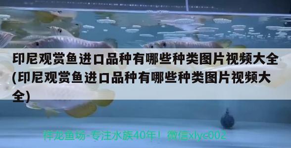 印尼观赏鱼进口价格表大全图解图片视频下载(印度进口观赏鱼)